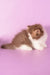 Ursa | Munchkin Longhair Kitten