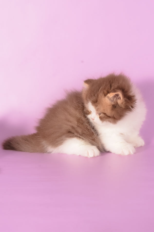 Ursa | Munchkin Longhair Kitten