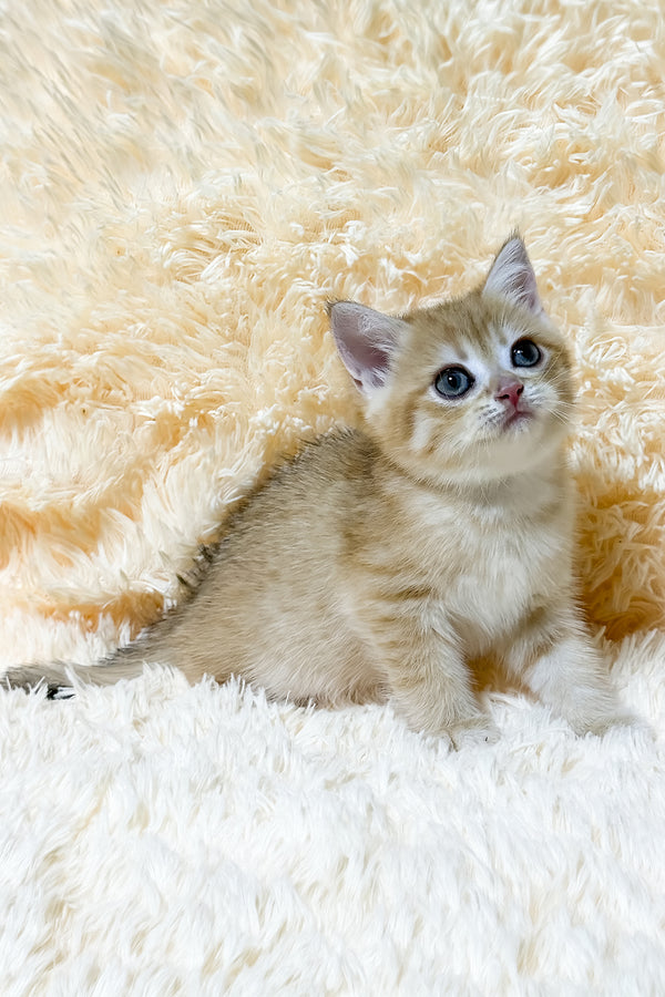 Ursa | British Shorthair Kitten