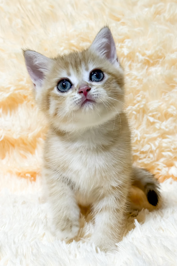 Ursa | British Shorthair Kitten