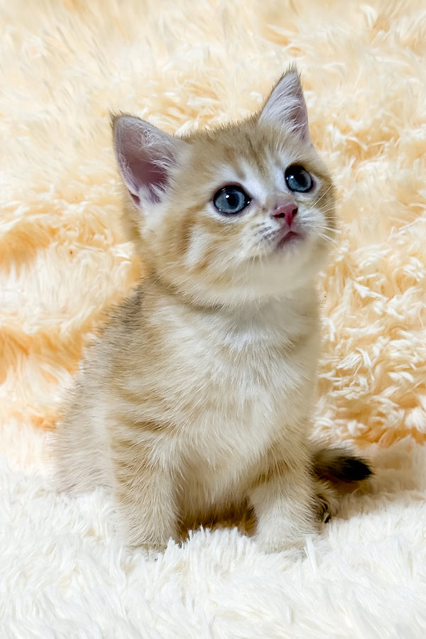Ursa | British Shorthair Kitten