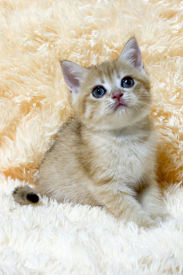 Ursa | British Shorthair Kitten