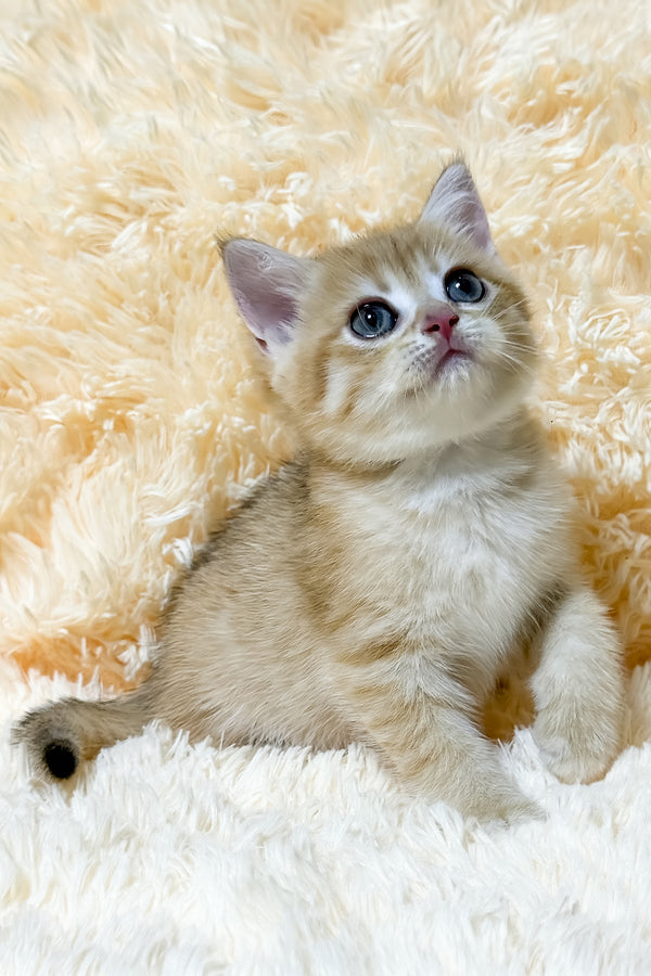 Ursa | British Shorthair Kitten