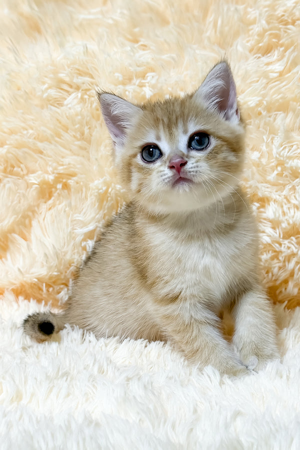 Ursa | British Shorthair Kitten