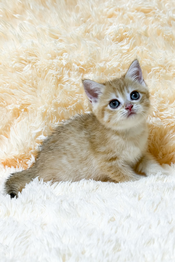 Ursa | British Shorthair Kitten