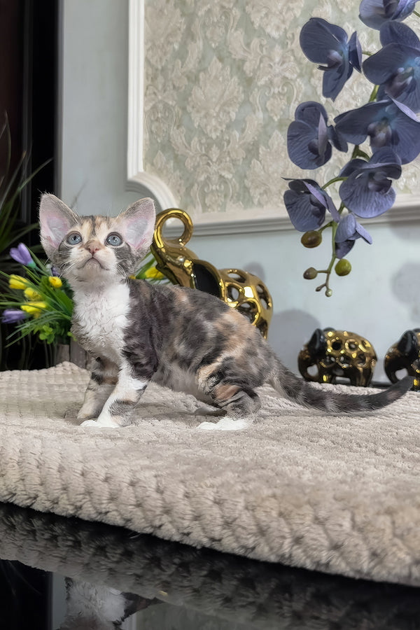 Ursula | Devon Rex Kitten