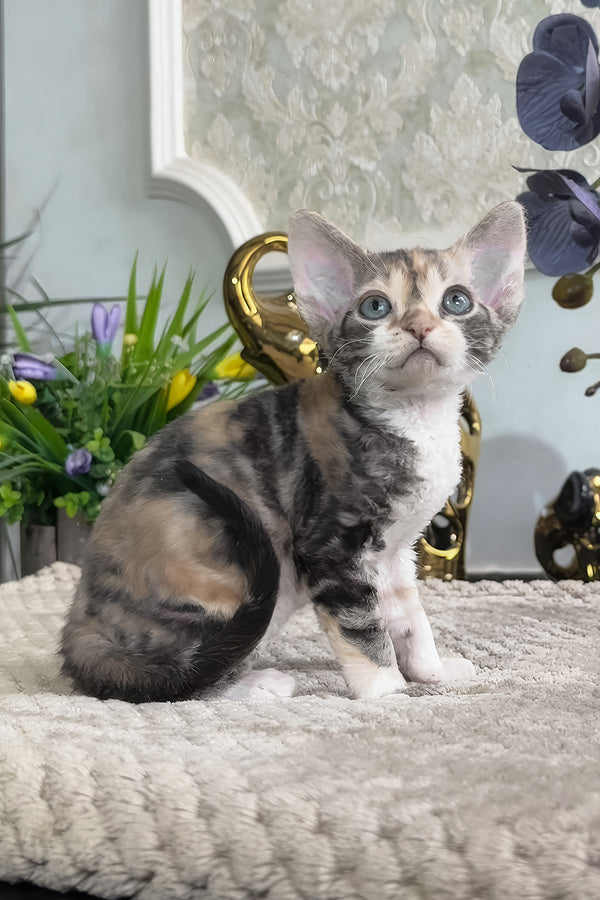 Ursula | Devon Rex Kitten