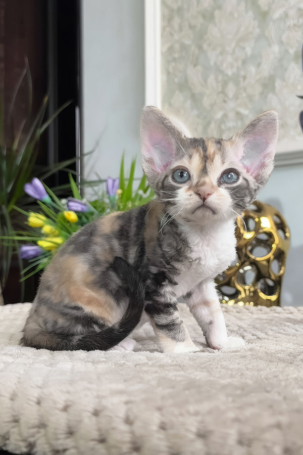Ursula | Devon Rex Kitten