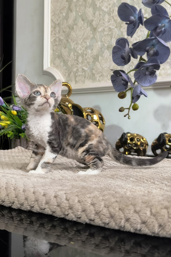 Ursula | Devon Rex Kitten