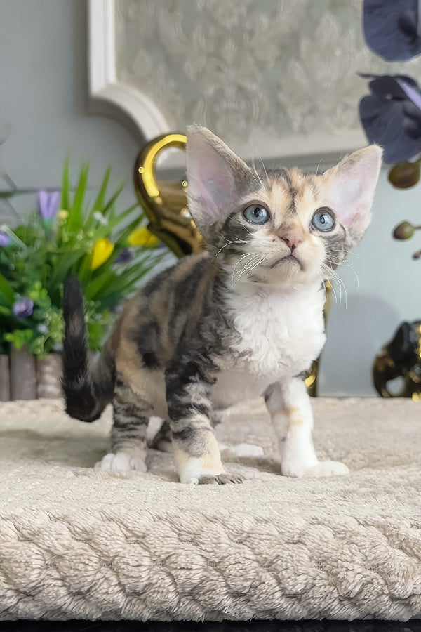 Ursula | Devon Rex Kitten