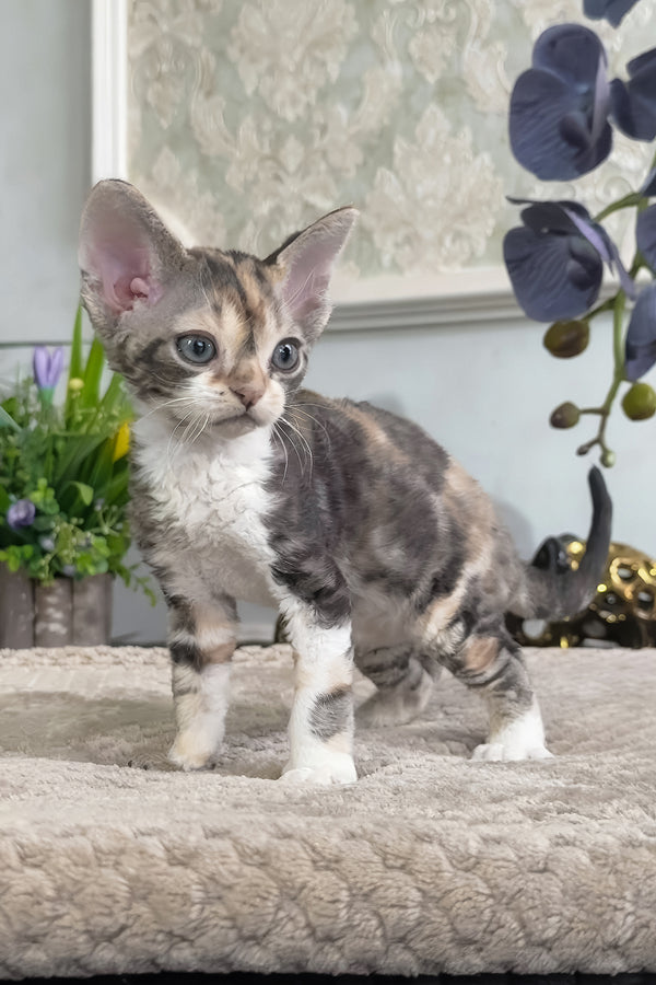 Ursula | Devon Rex Kitten