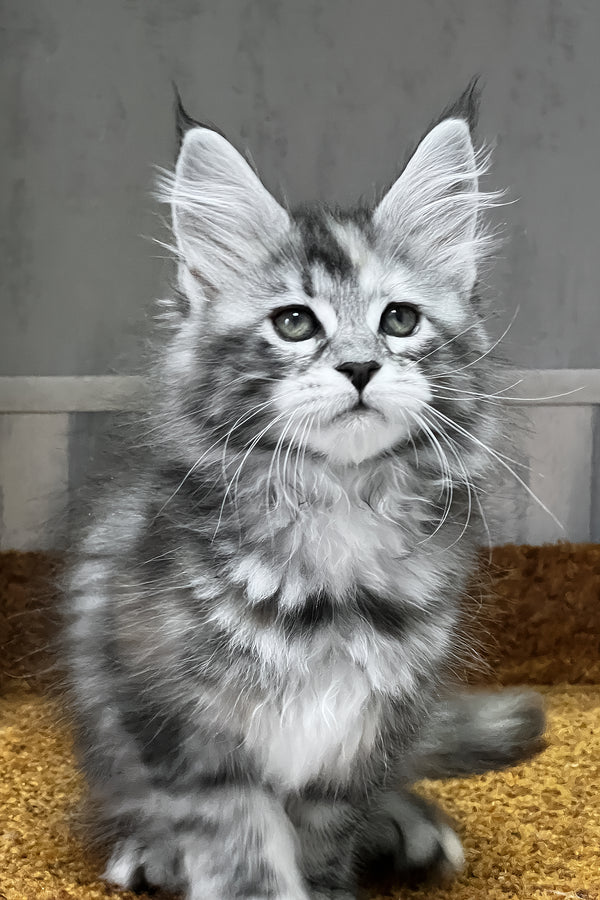 Ustina | Maine Coon Kitten