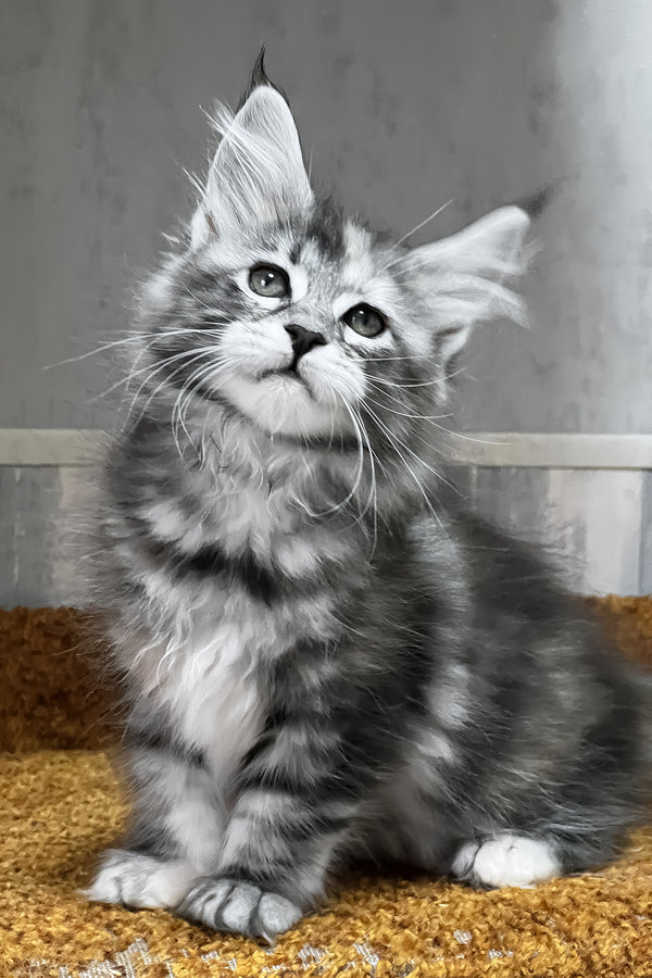 Ustina | Maine Coon Kitten