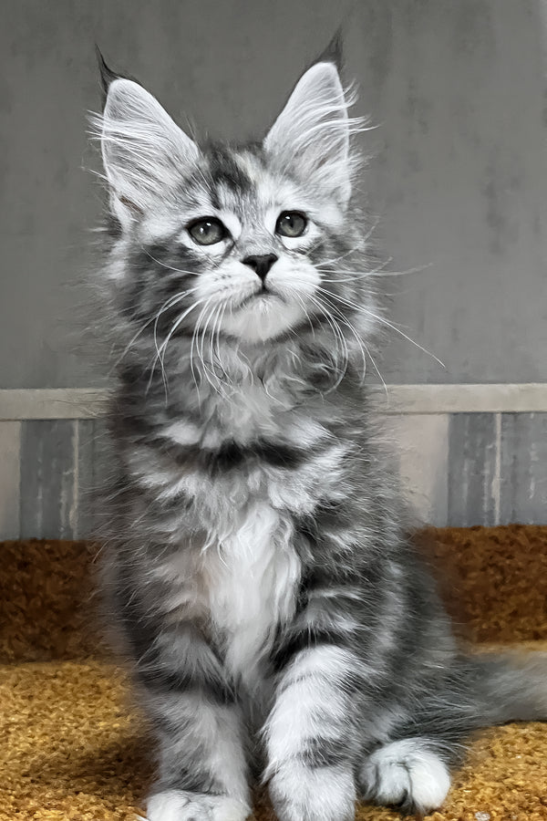 Ustina | Maine Coon Kitten