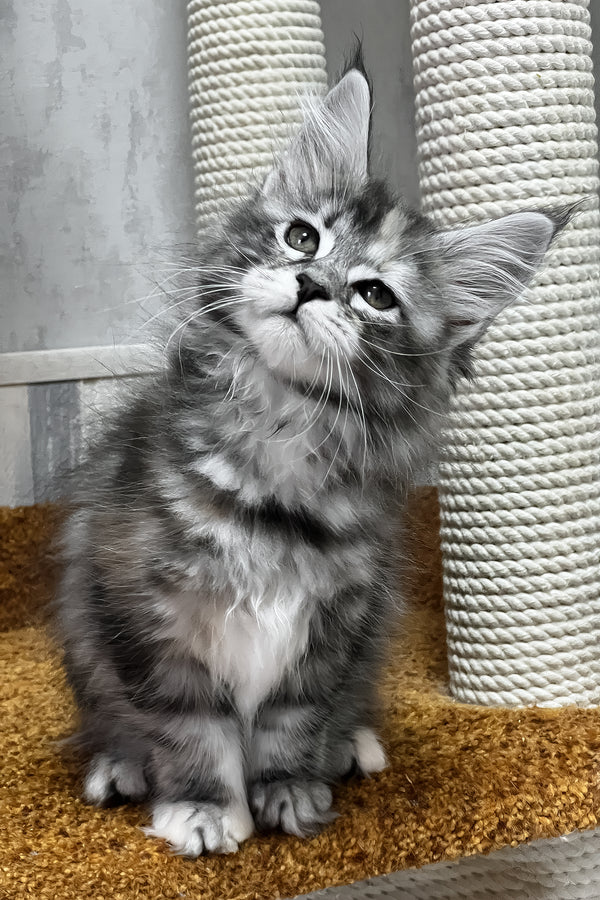 Ustina | Maine Coon Kitten
