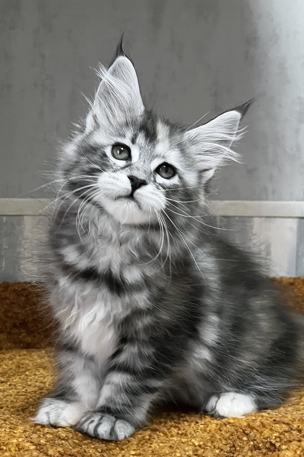 Ustina | Maine Coon Kitten