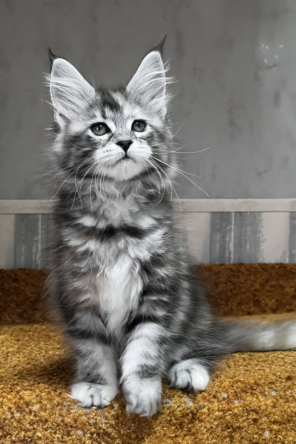 Ustina | Maine Coon Kitten