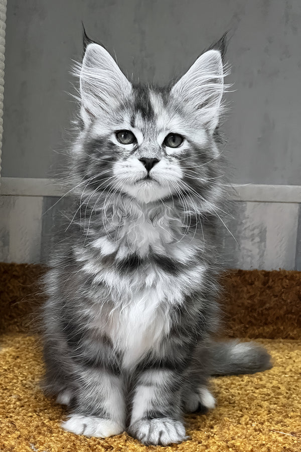 Ustina | Maine Coon Kitten