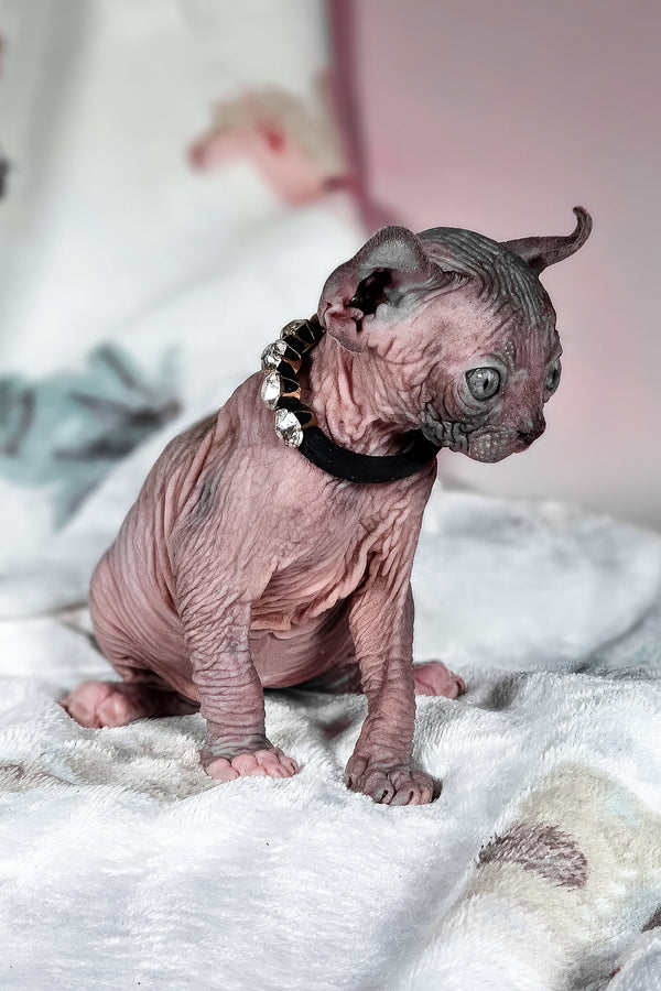 Vanessa | Elf Sphynx Kitten