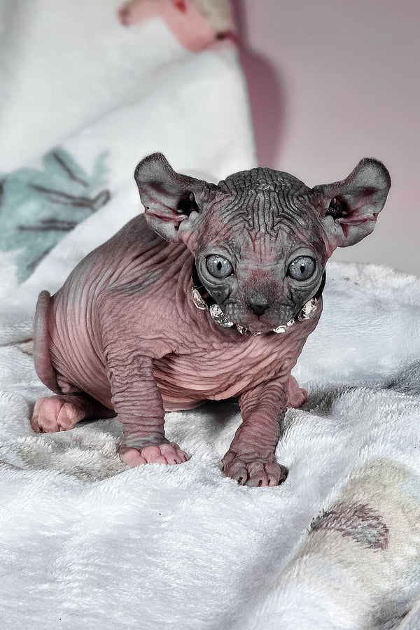 Vanessa | Elf Sphynx Kitten