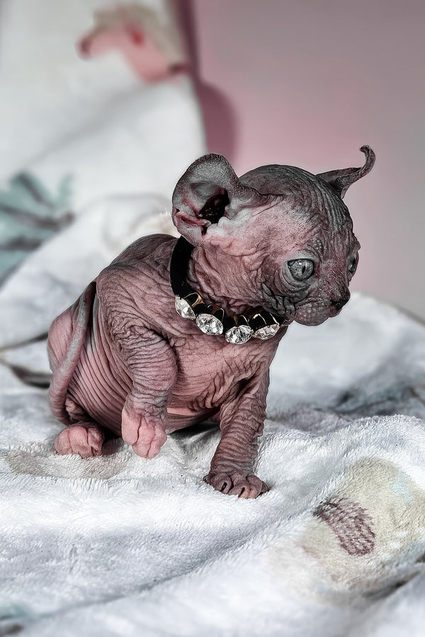 Vanessa | Elf Sphynx Kitten