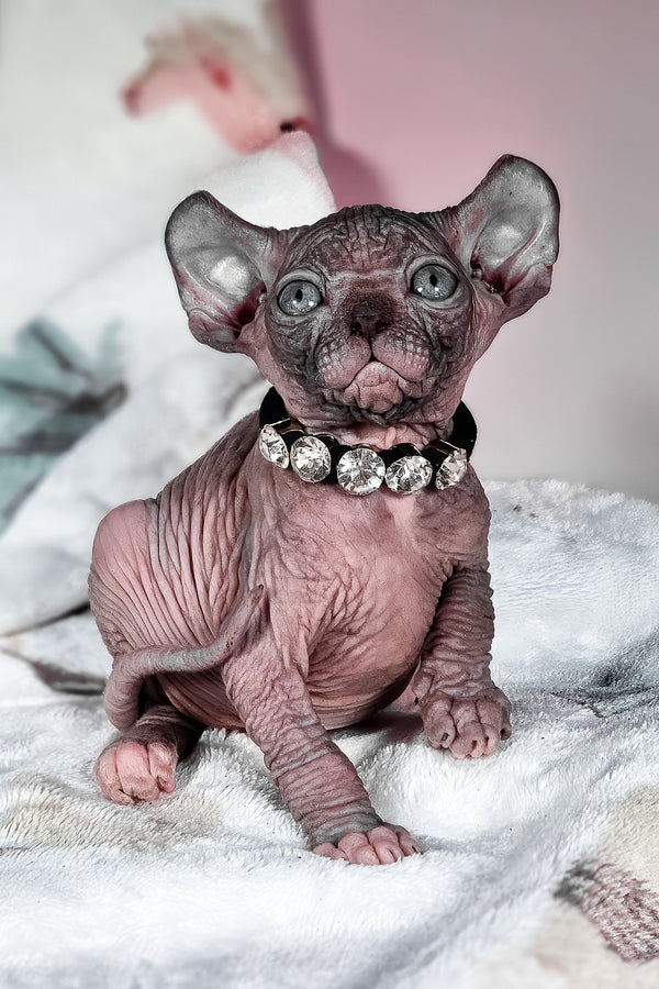 Vanessa | Elf Sphynx Kitten