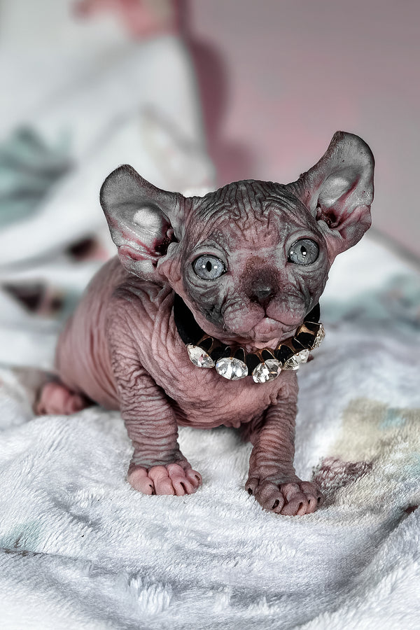 Vanessa | Elf Sphynx Kitten