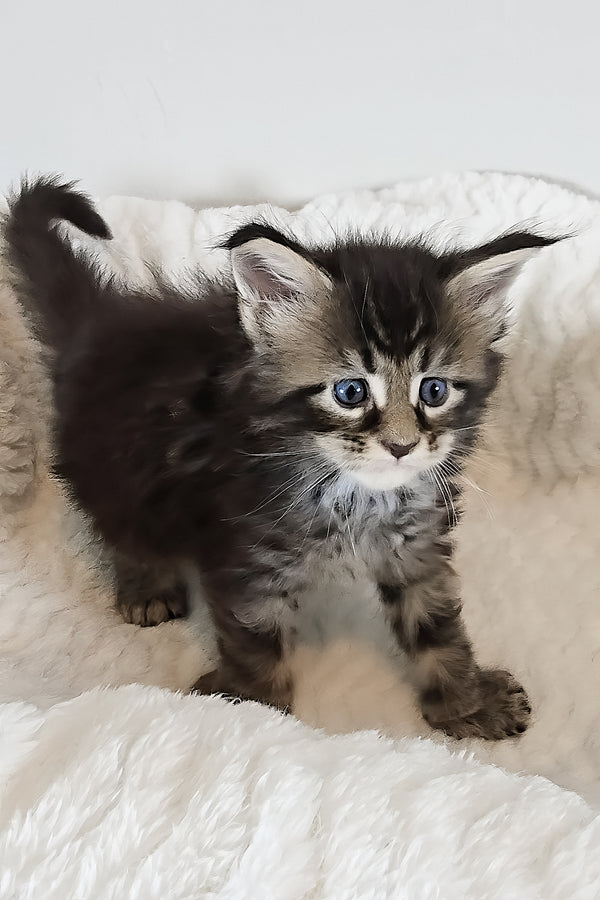 Violet | Polydactyl Maine Coon Kitten