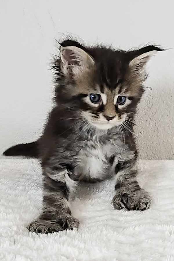 Violet | Polydactyl Maine Coon Kitten