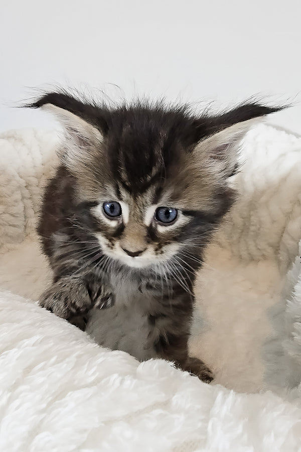 Violet | Polydactyl Maine Coon Kitten