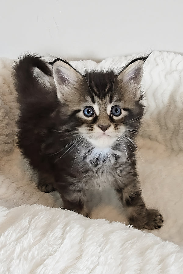 Violet | Polydactyl Maine Coon Kitten