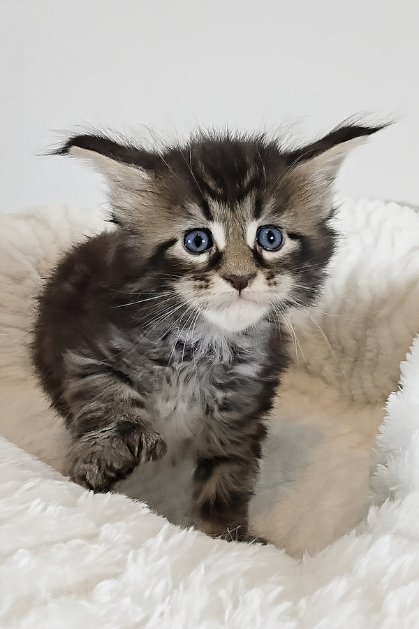 Violet | Polydactyl Maine Coon Kitten