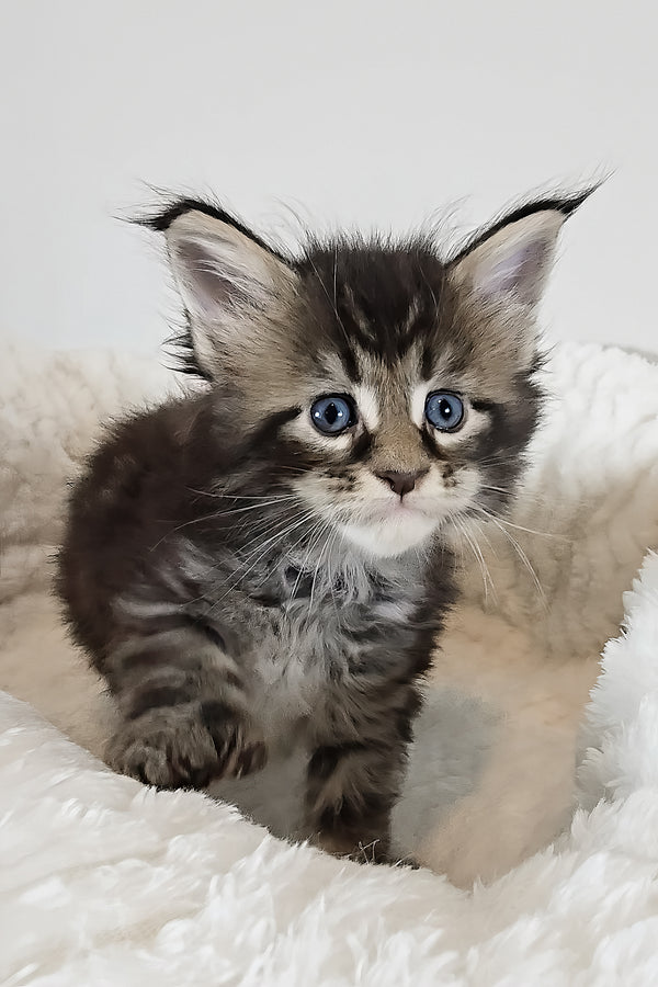 Violet | Polydactyl Maine Coon Kitten