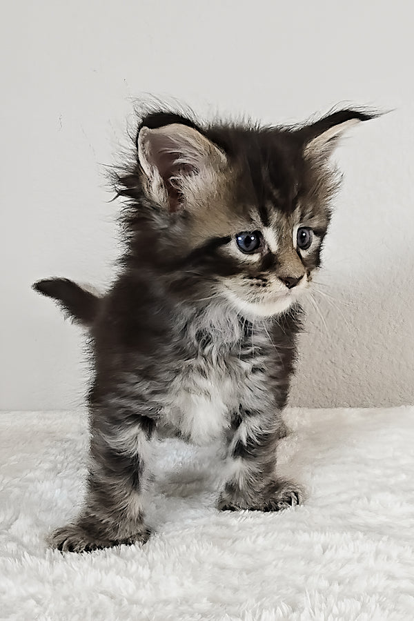 Violet | Polydactyl Maine Coon Kitten