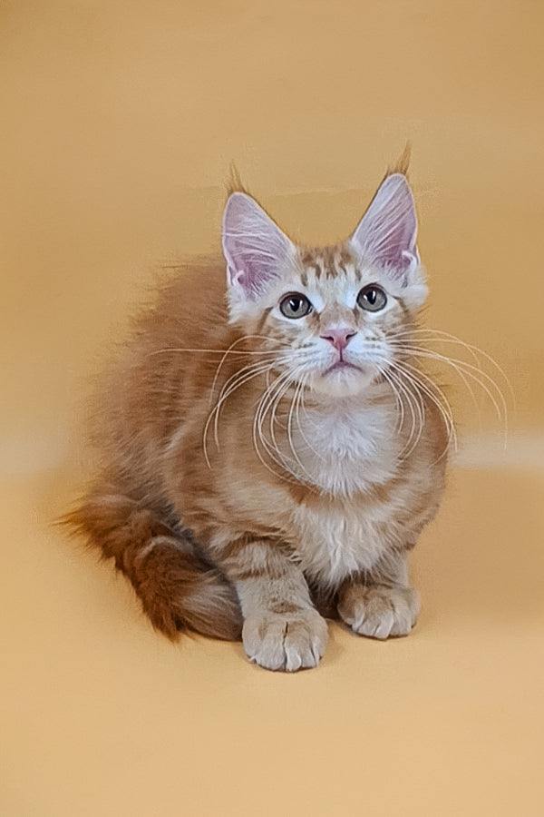 Virtual | Maine Coon Kitten