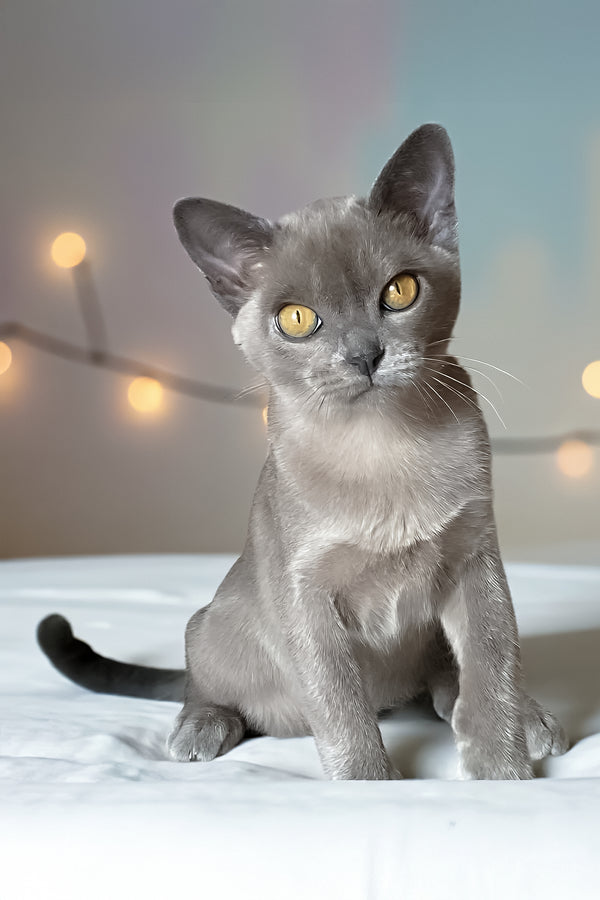 Vital | Burmese Kitten