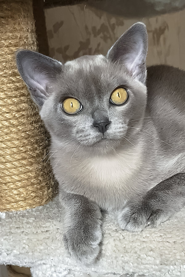 Vital | Burmese Kitten