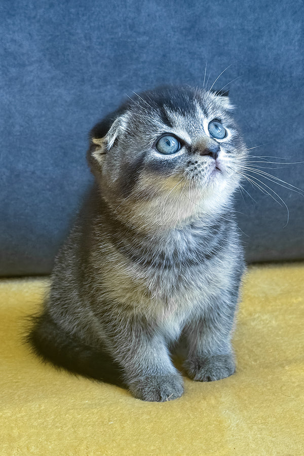 Voron | Scottish Fold Kitten