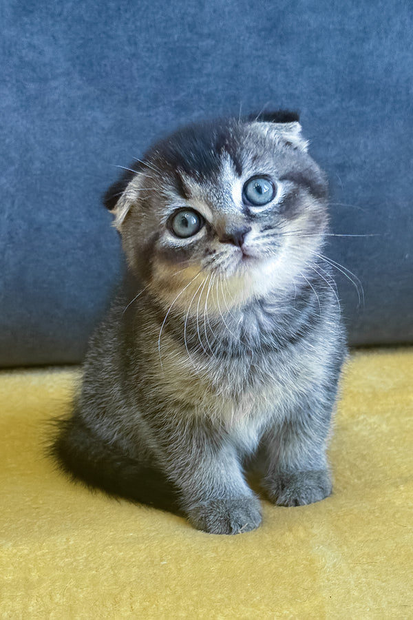 Voron | Scottish Fold Kitten