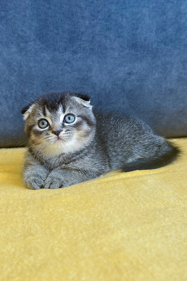 Voron | Scottish Fold Kitten