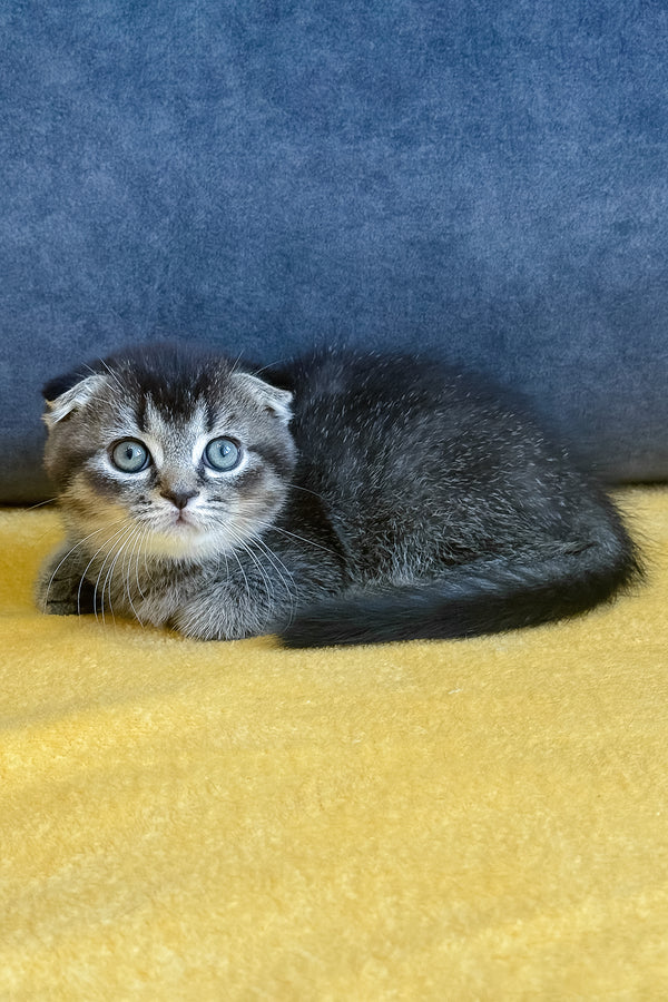 Voron | Scottish Fold Kitten