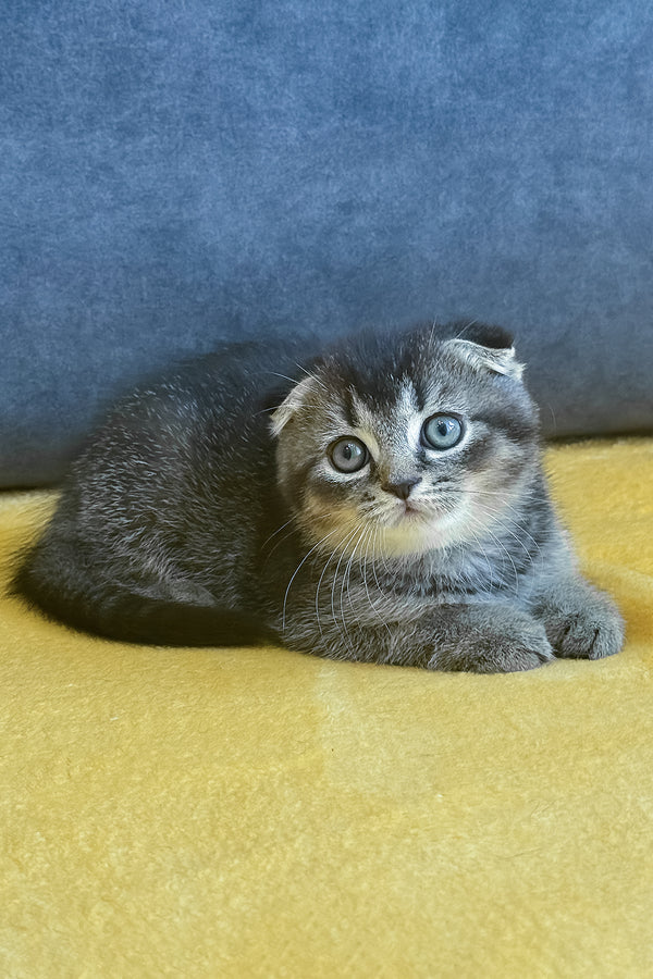 Voron | Scottish Fold Kitten