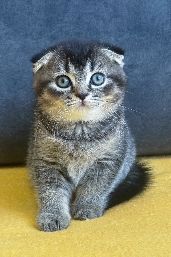 Voron | Scottish Fold Kitten