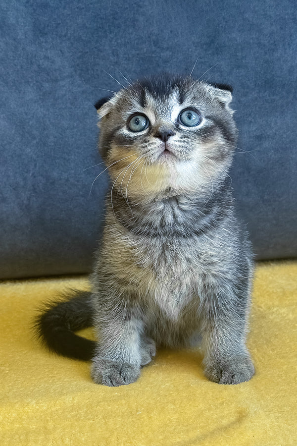 Voron | Scottish Fold Kitten