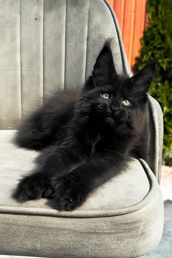 Walker | Polydactyl Maine Coon Kitten