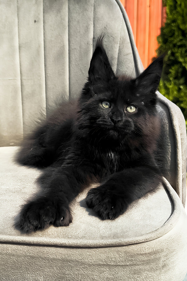 Walker | Polydactyl Maine Coon Kitten