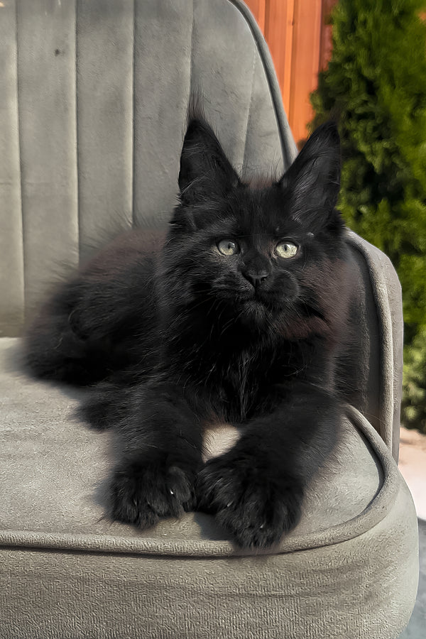 Walker | Polydactyl Maine Coon Kitten