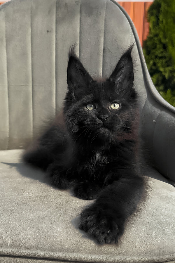 Walker | Polydactyl Maine Coon Kitten