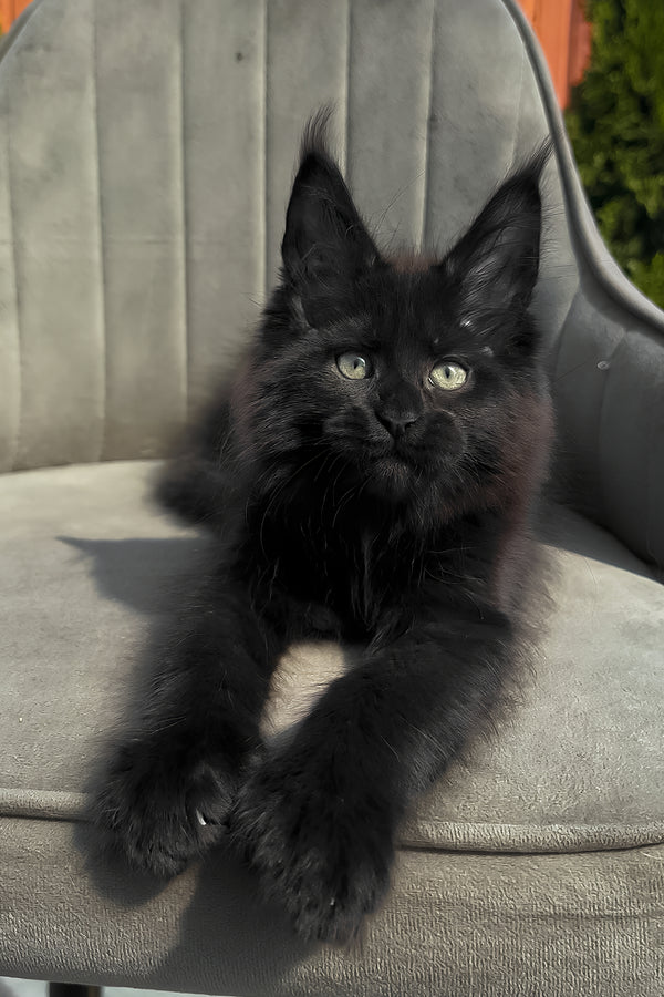 Walker | Polydactyl Maine Coon Kitten