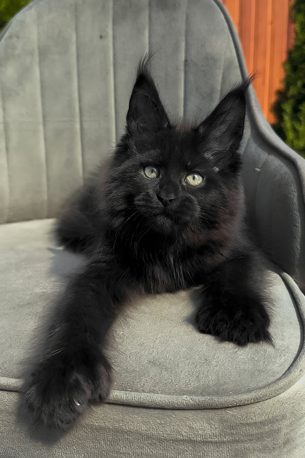 Walker | Polydactyl Maine Coon Kitten